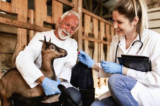 Antimicrobial Resistance and Zoonotic Pathogens: A Growing Global Concern